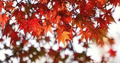实拍阳光下秋天红枫叶视频的预览图